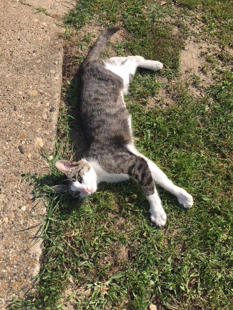 PVA StudioVet Veterinarska klinika - Petshop