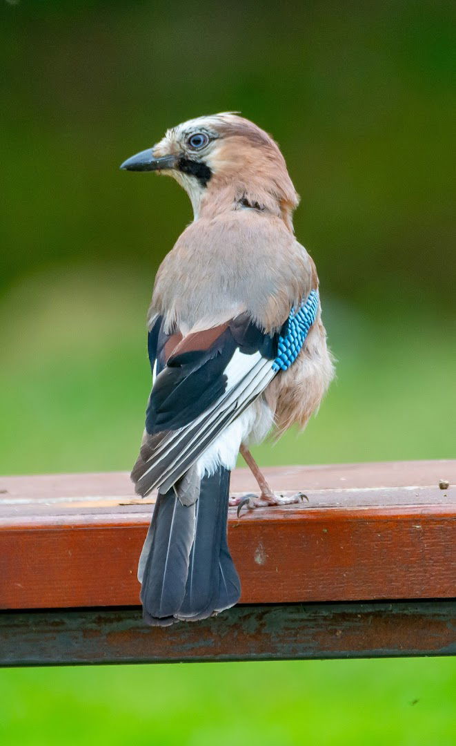 Devojački Bunar - krug (Birding Place)