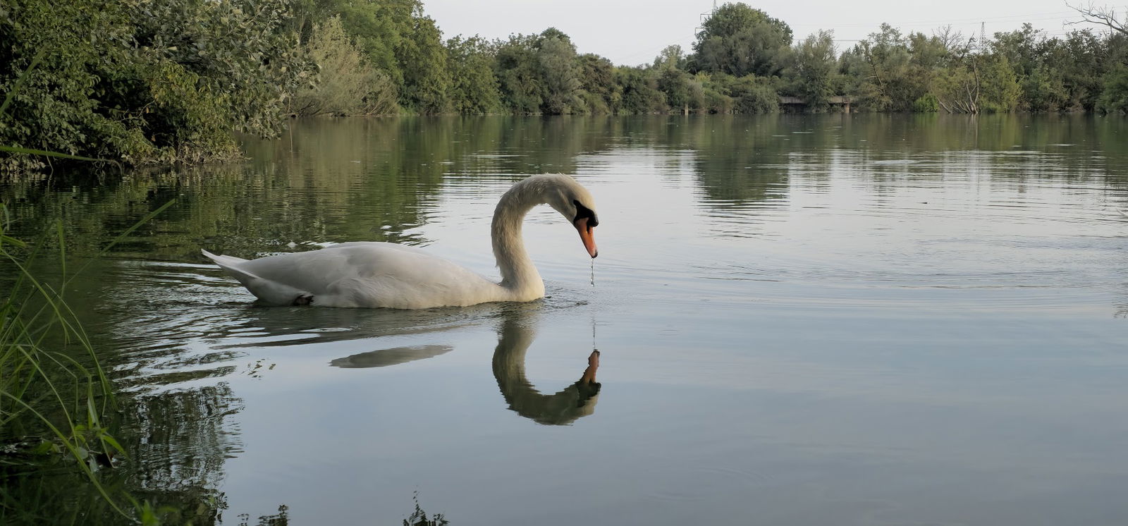 Jezero Savica Labuđe jezero gnijezdo