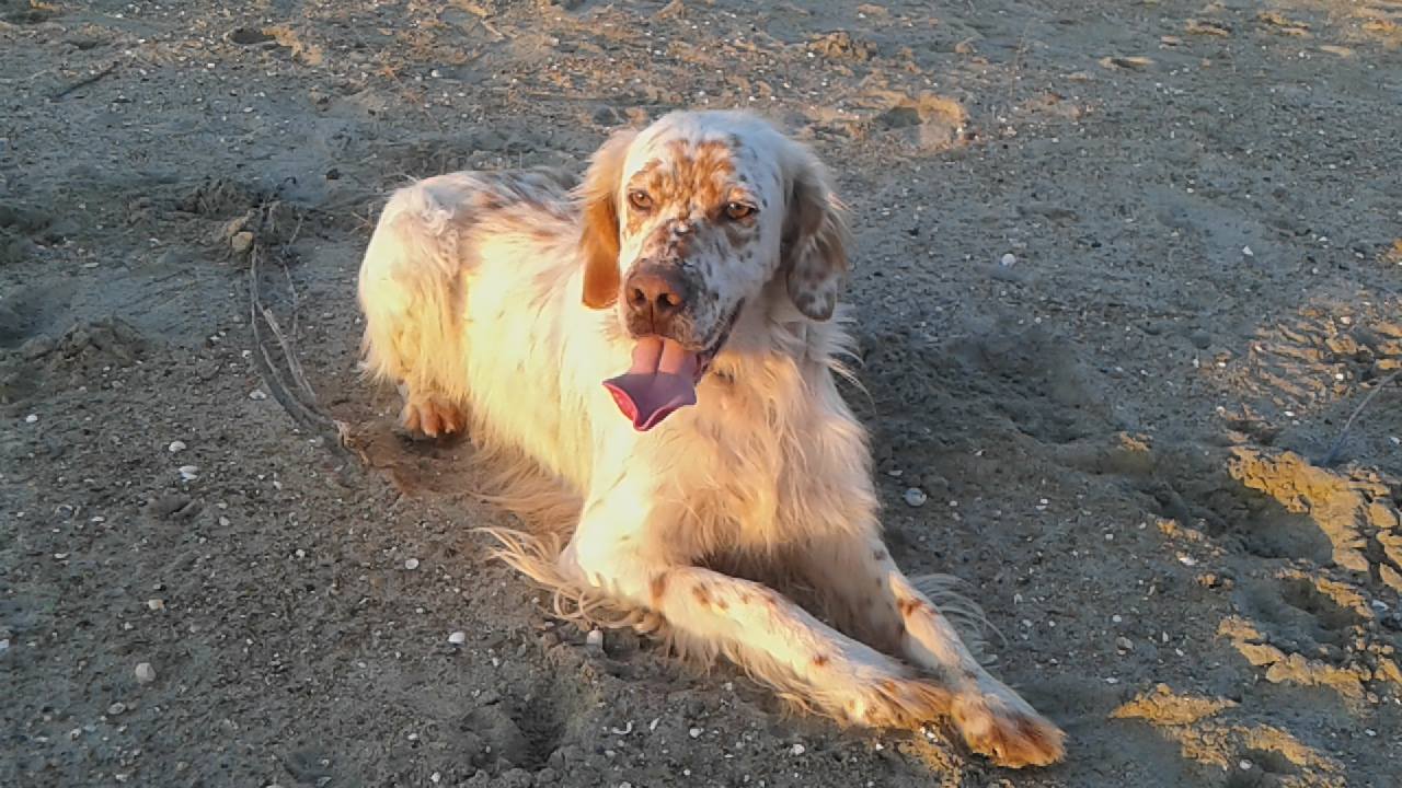 Veterinarska ambulanta Barba