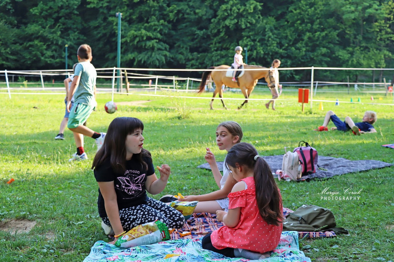 Don Kihot - therapy • horses • nature escapes