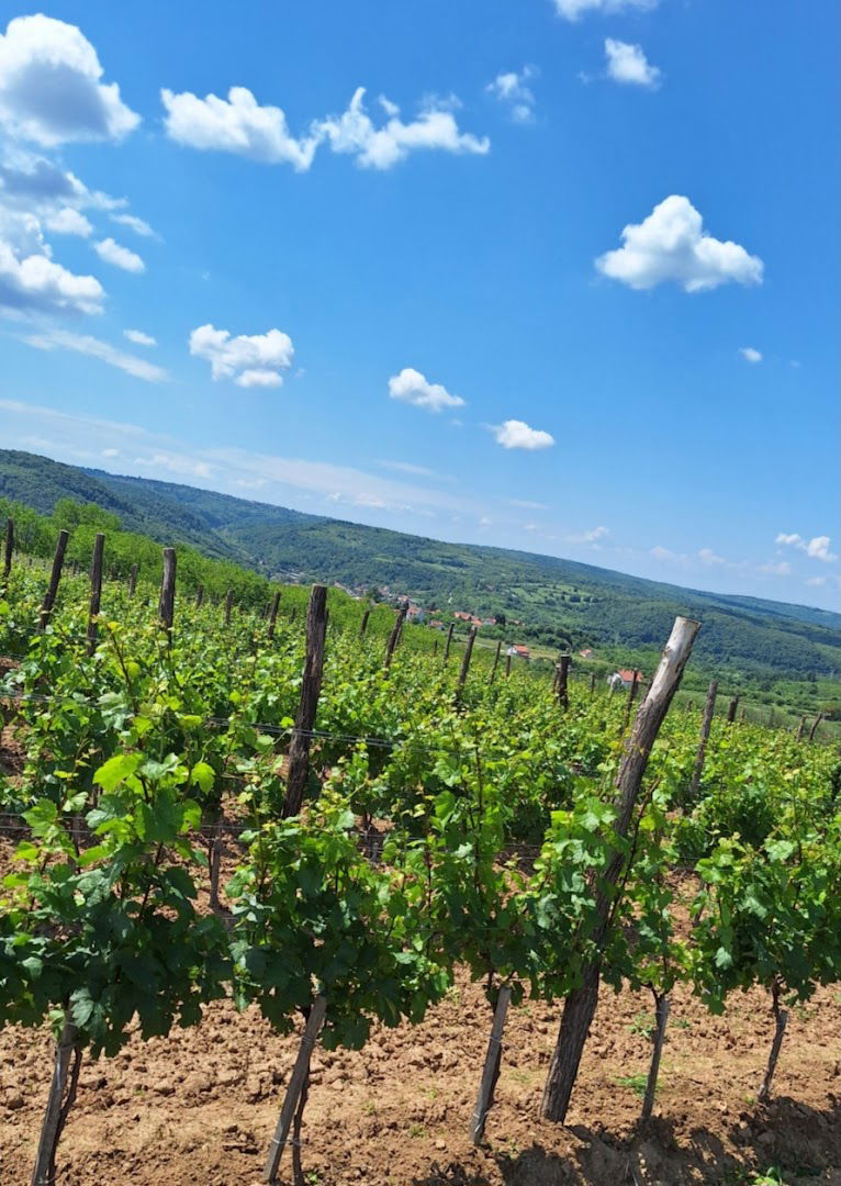 Vinarija "Kapija Ṣ̌umadije"