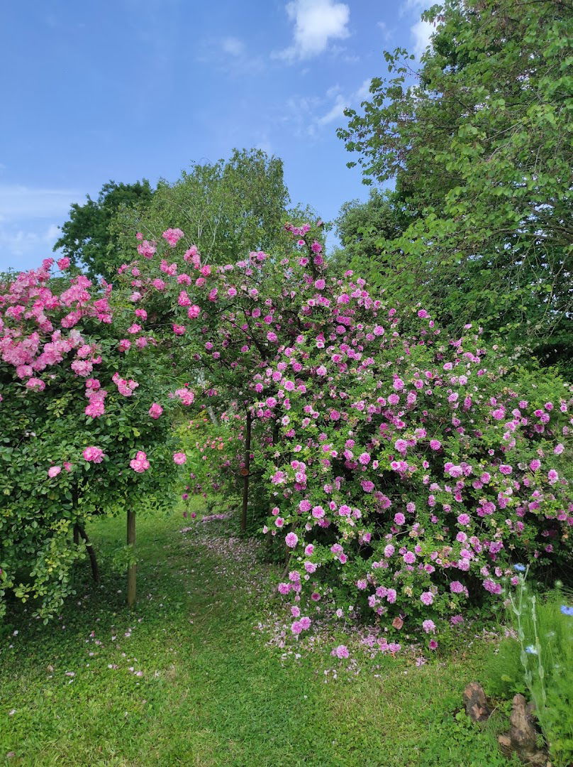 Giardino Rosa Mundi