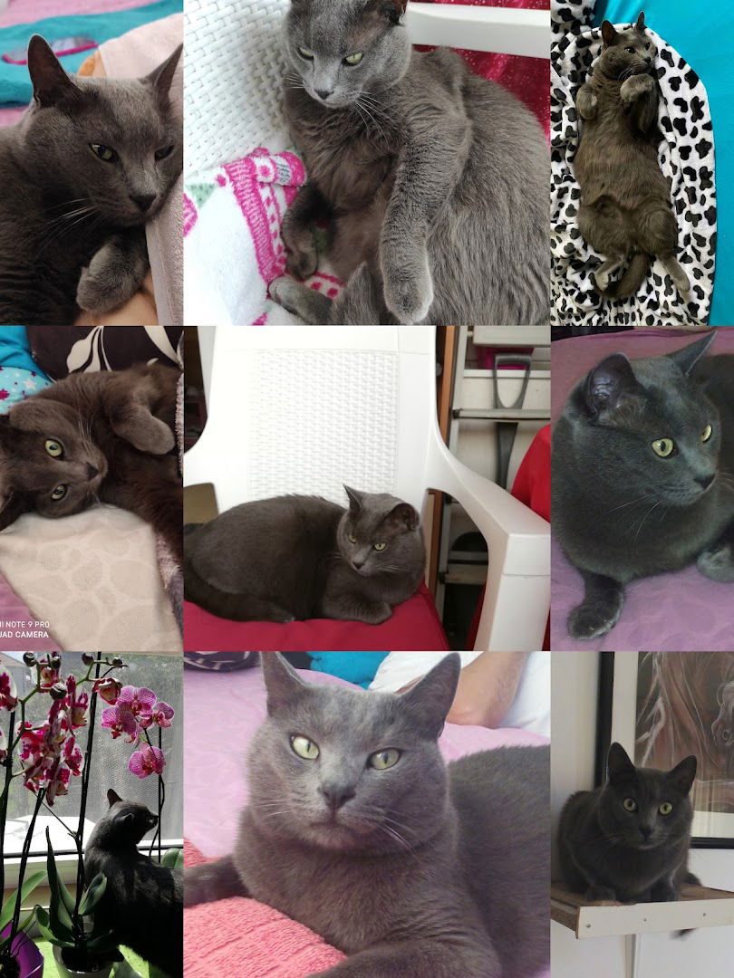 Open Market Medaković 2