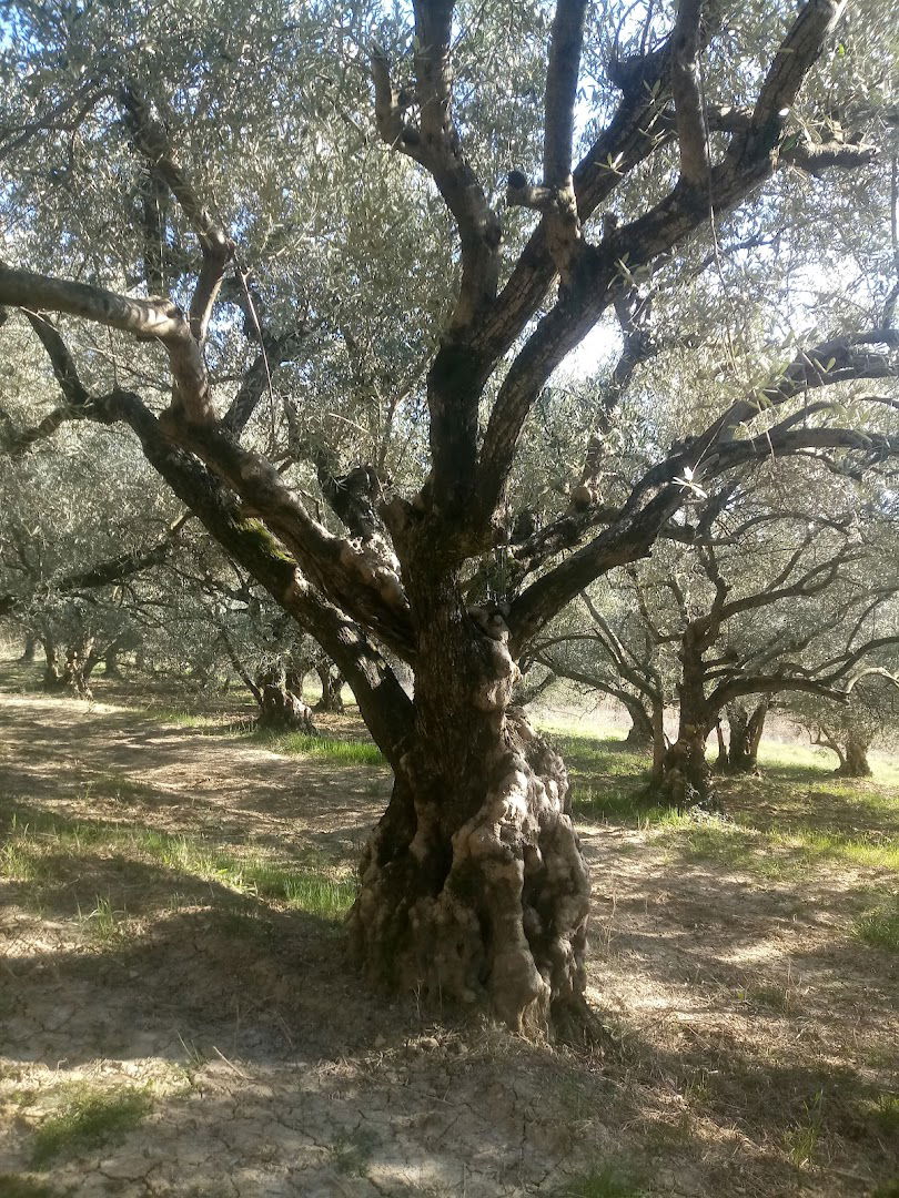 Agro-Millo | High Quality Extra Virgin Olive Oil | Istria | Croatia