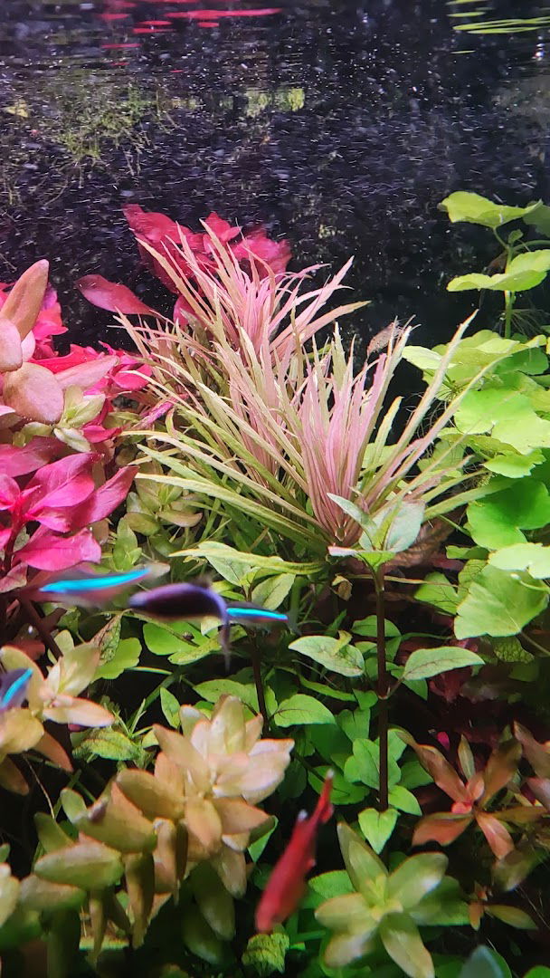 Akvarijumske biljke Borča