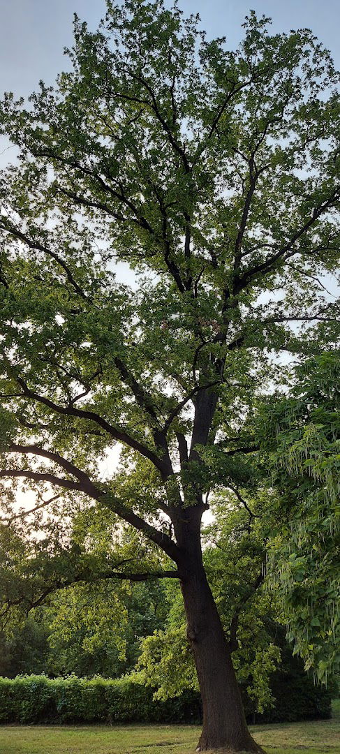 Relict trees Ginko Biloba L.