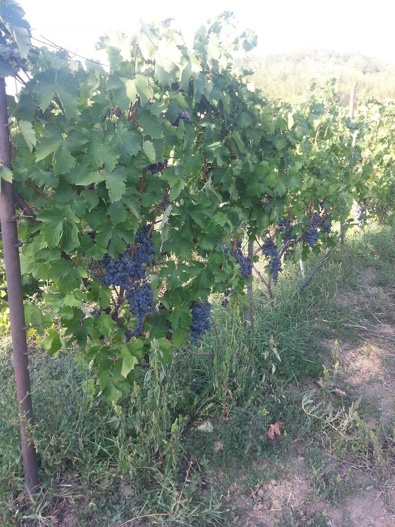 Pecin Vinograd