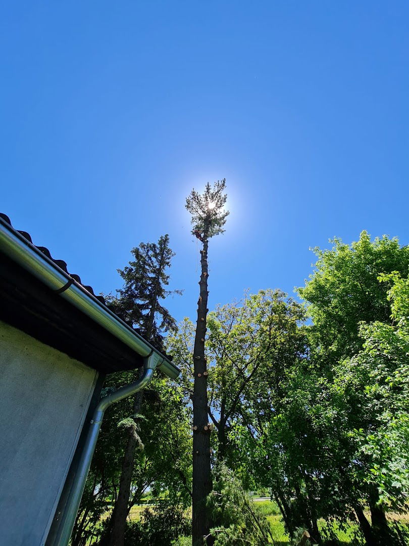 Rušenje drveća 365