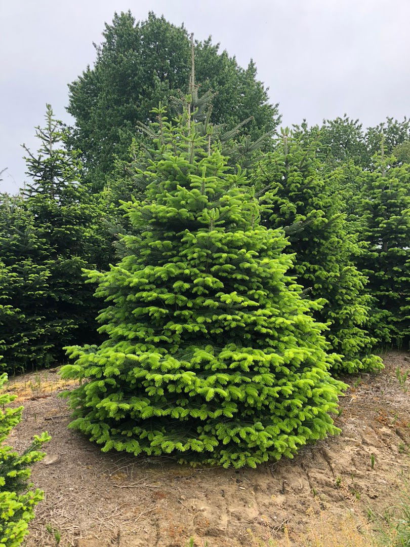 Božićna drvca Gregar