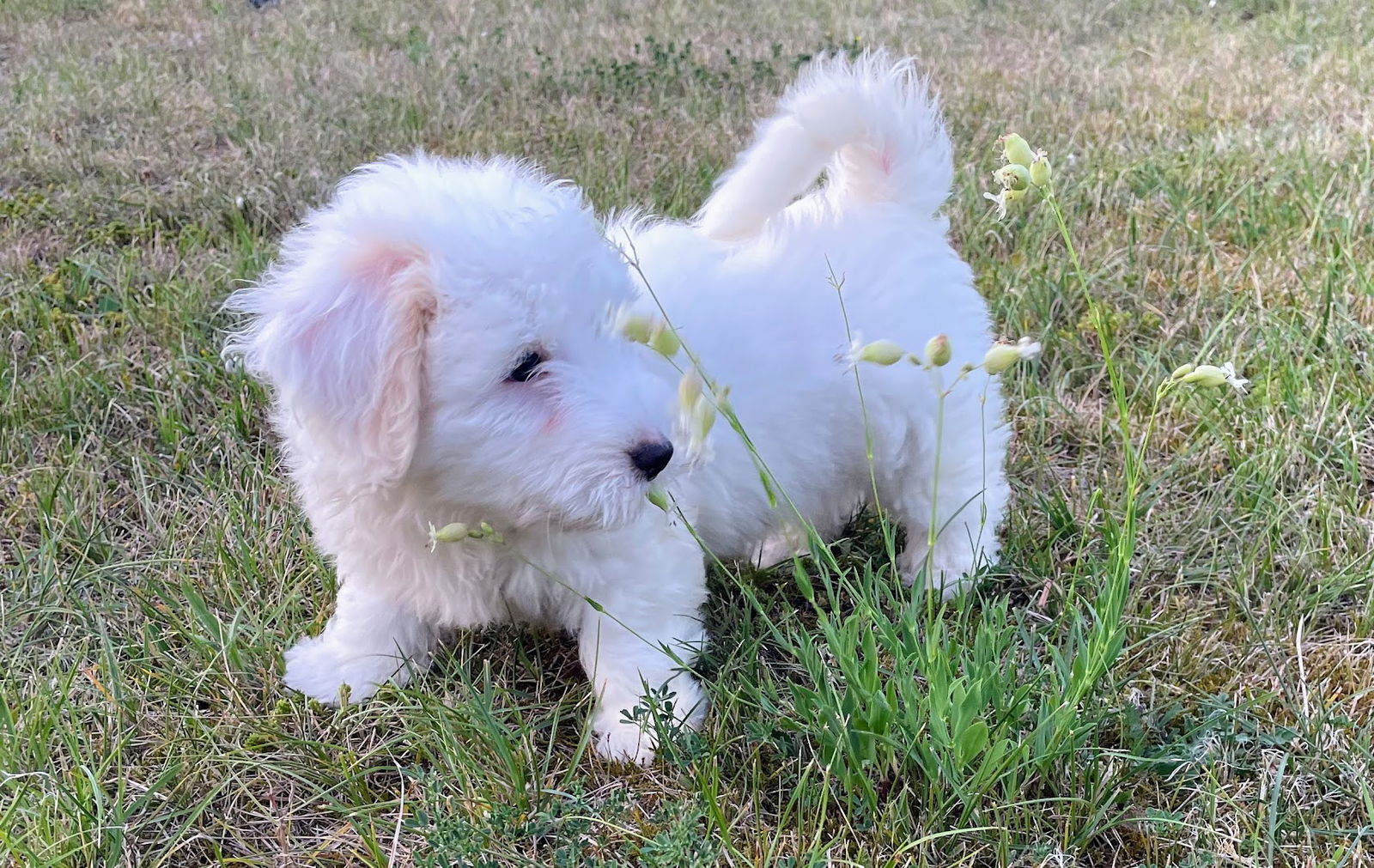 Calla.si | Coton de Tulear | VZREJA PSOV, MARKO KOPIĆ S.P.