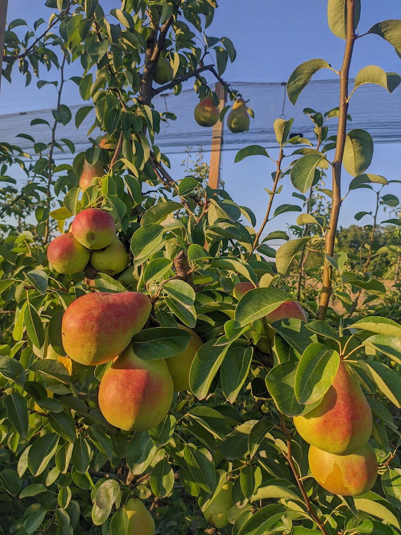 Voćnjak "Jovanović"