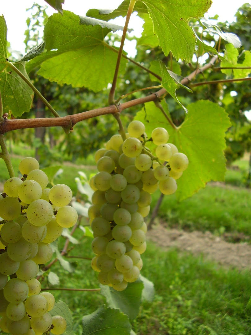 Azienda Agricola La Corta di Calligaris Denis