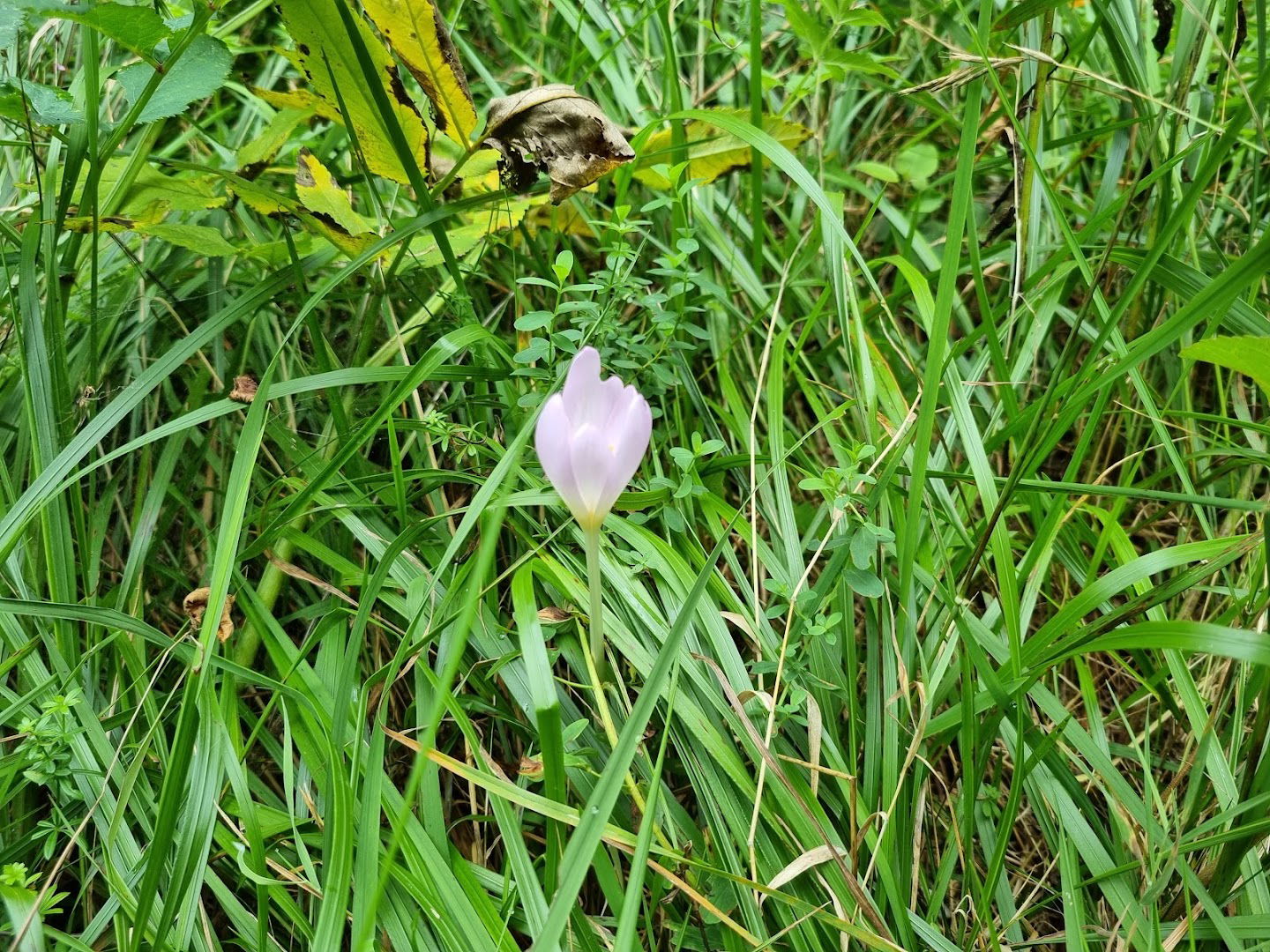 Educational Botanical Trail