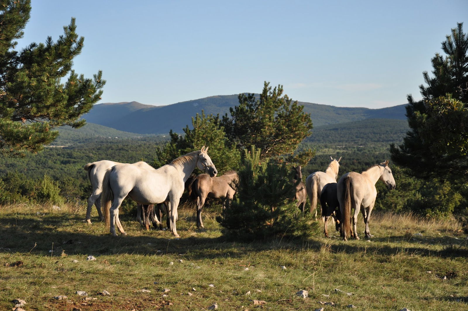 JJ-Lipizzans Slovenia