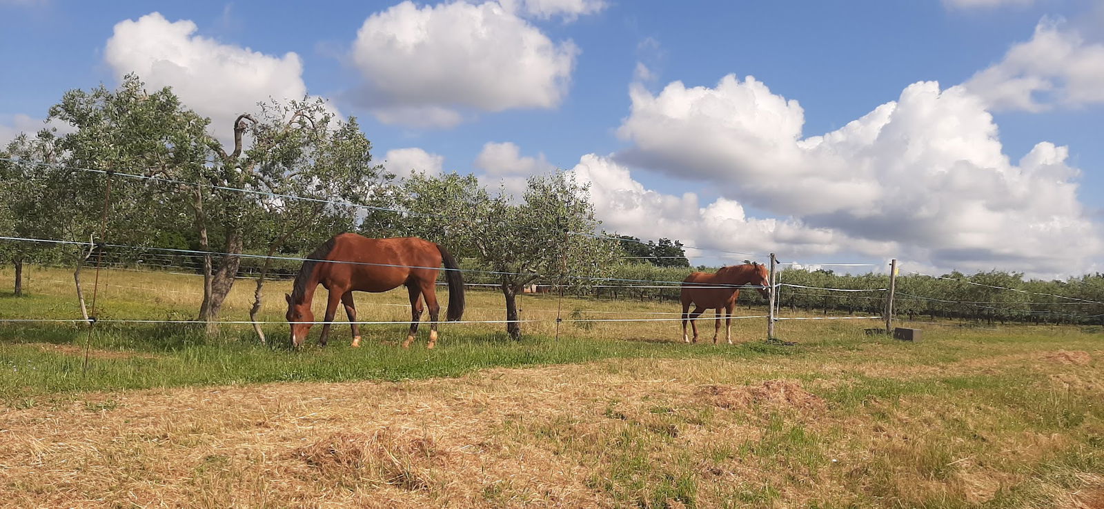 Horse riding club Muntic