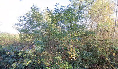 Old cemetery Podgorje