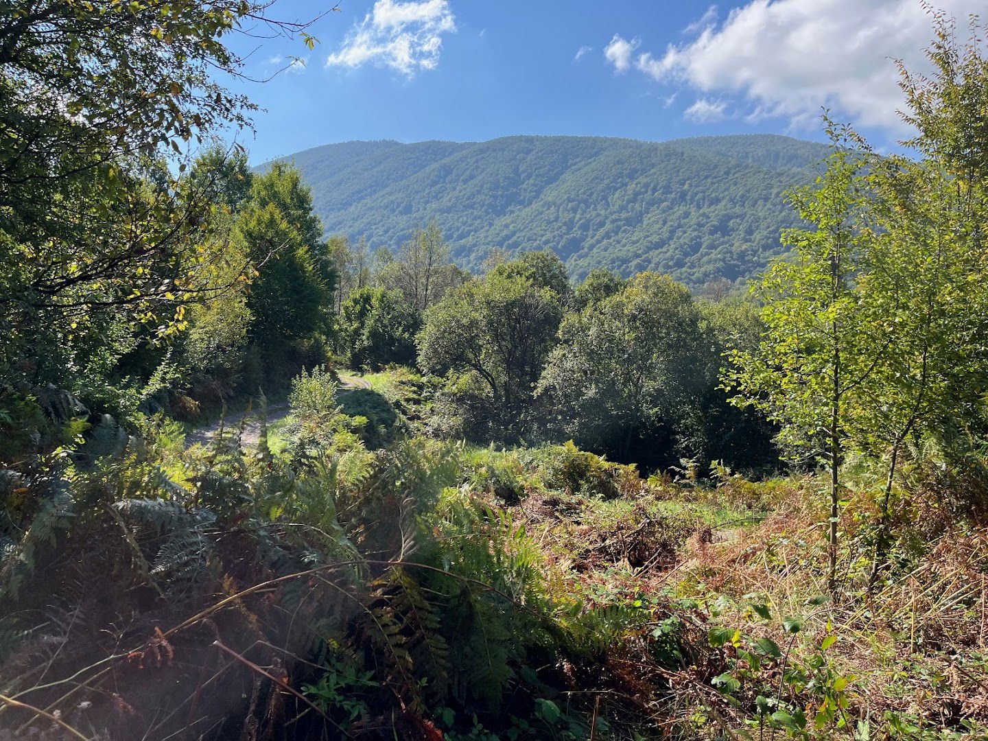 Radulovići cemetery