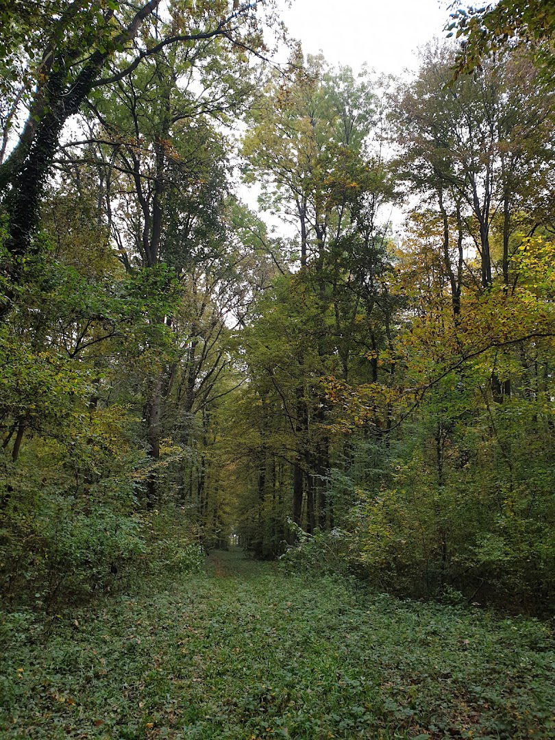 Велики забран