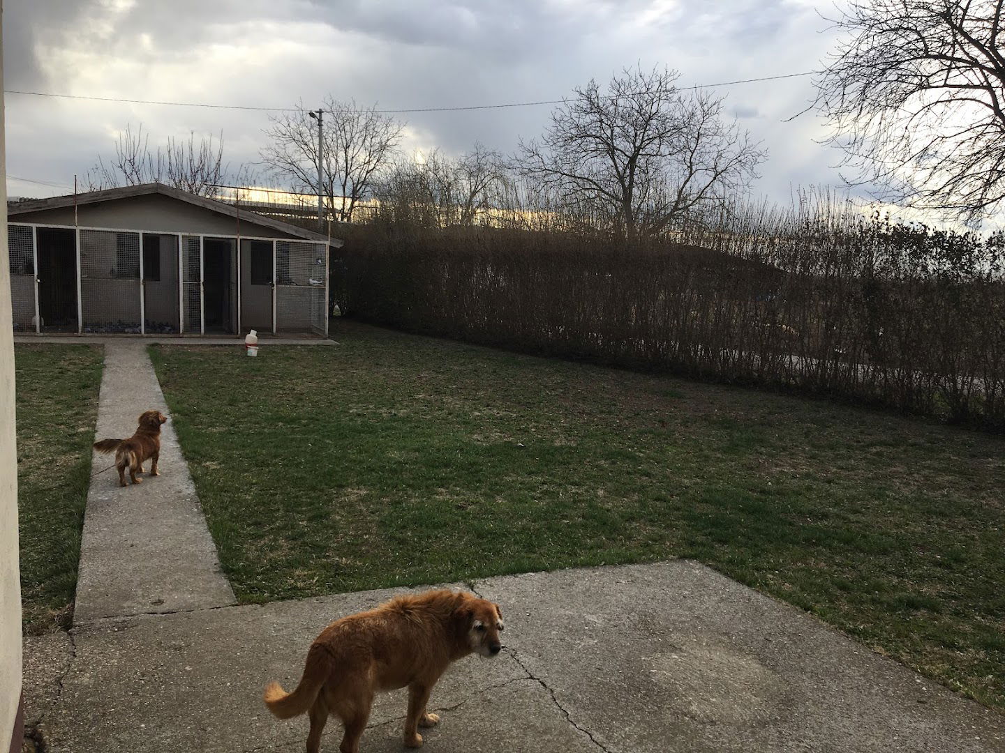 Голубарник Тозин