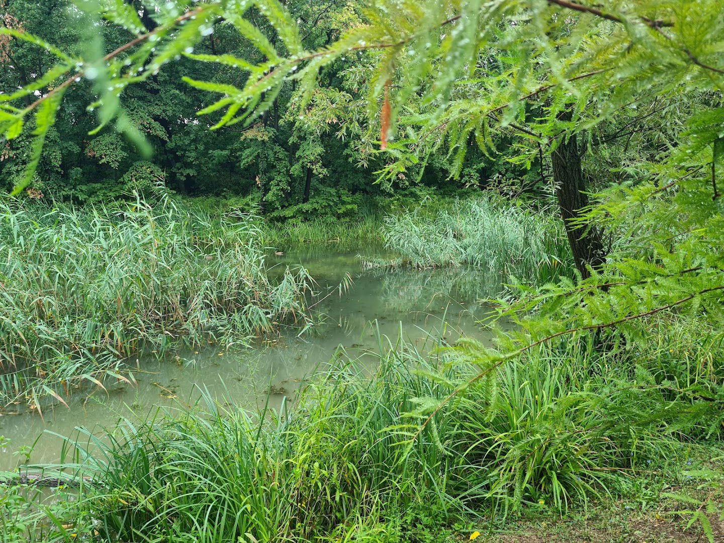 Jezerce Kod Kameničkog Parka