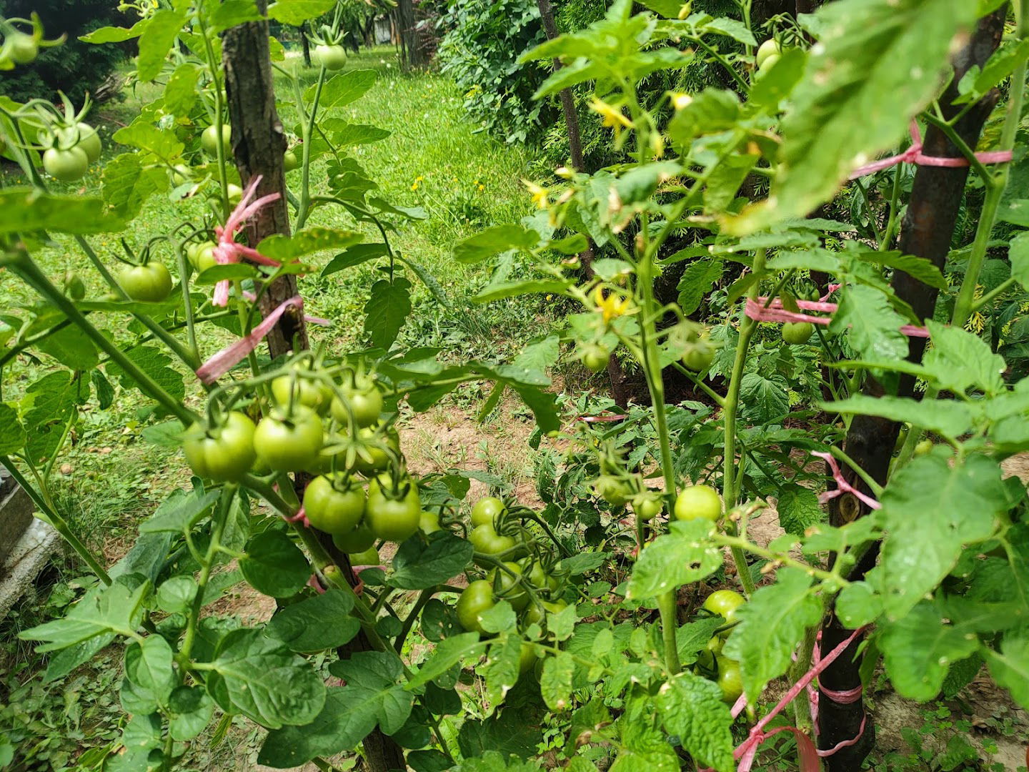 Trešnja /okretnica/