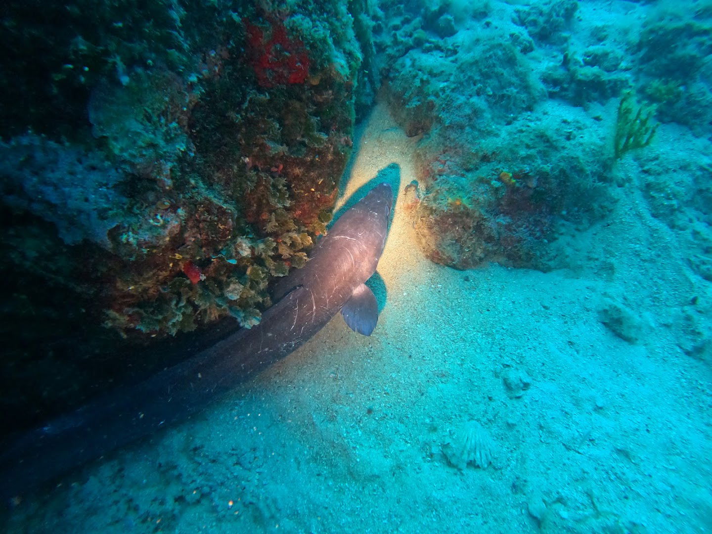 Koraljni greben Makarska Reefs