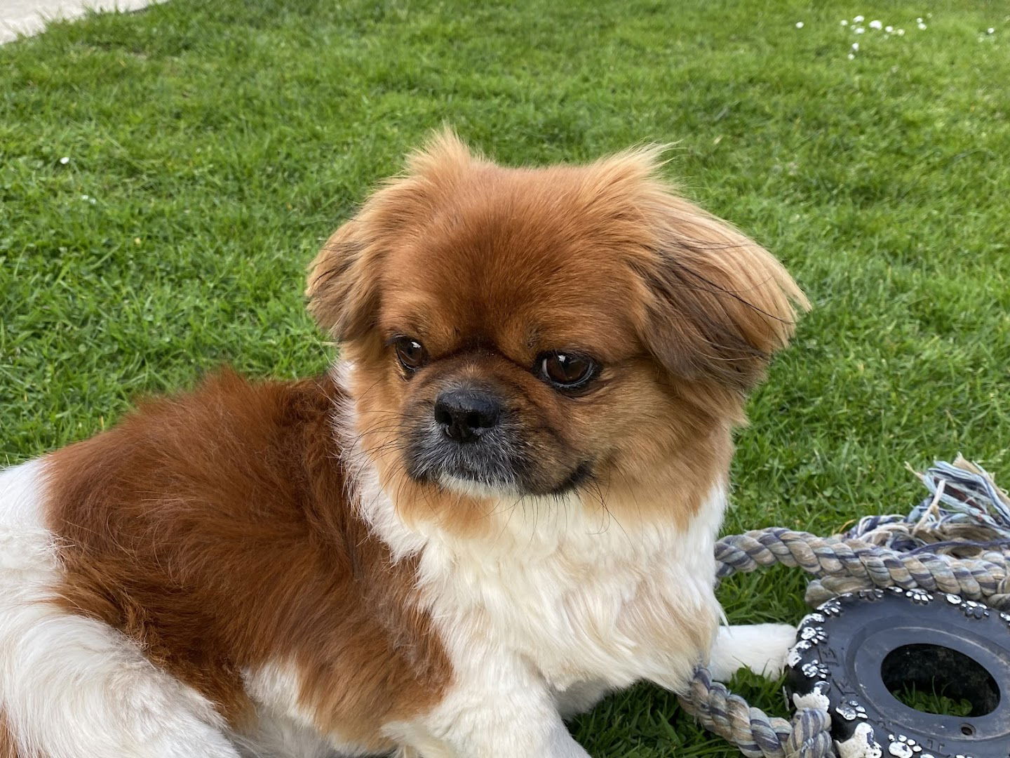 Veterinary Clinic Four Paws