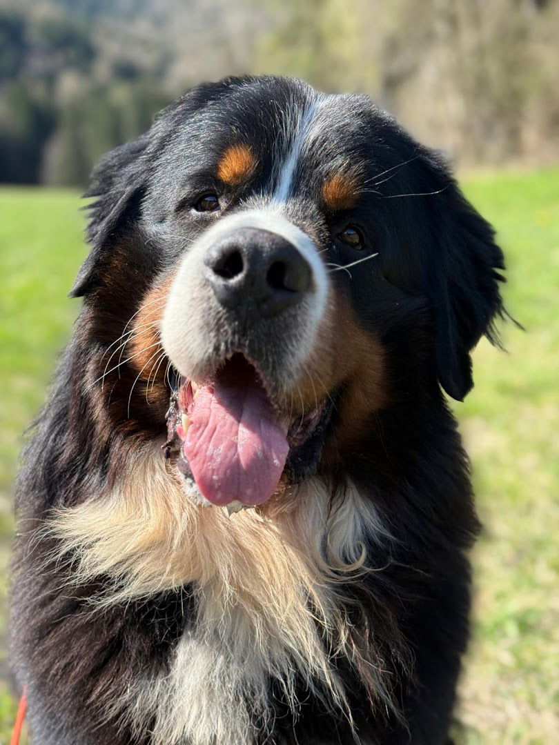 Starry-Town Kennel Di Mauro Maurizio