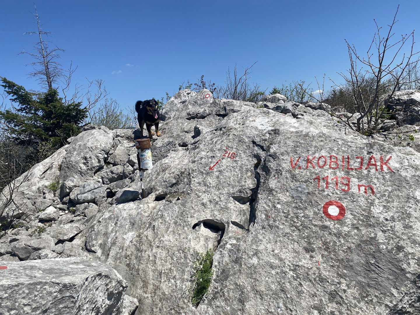 Vrh Veliki Kobiljak (1119 m)