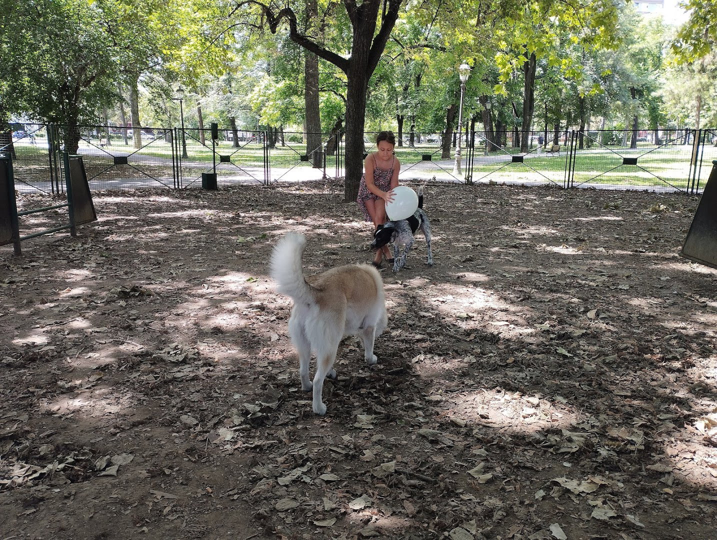 Dog Park