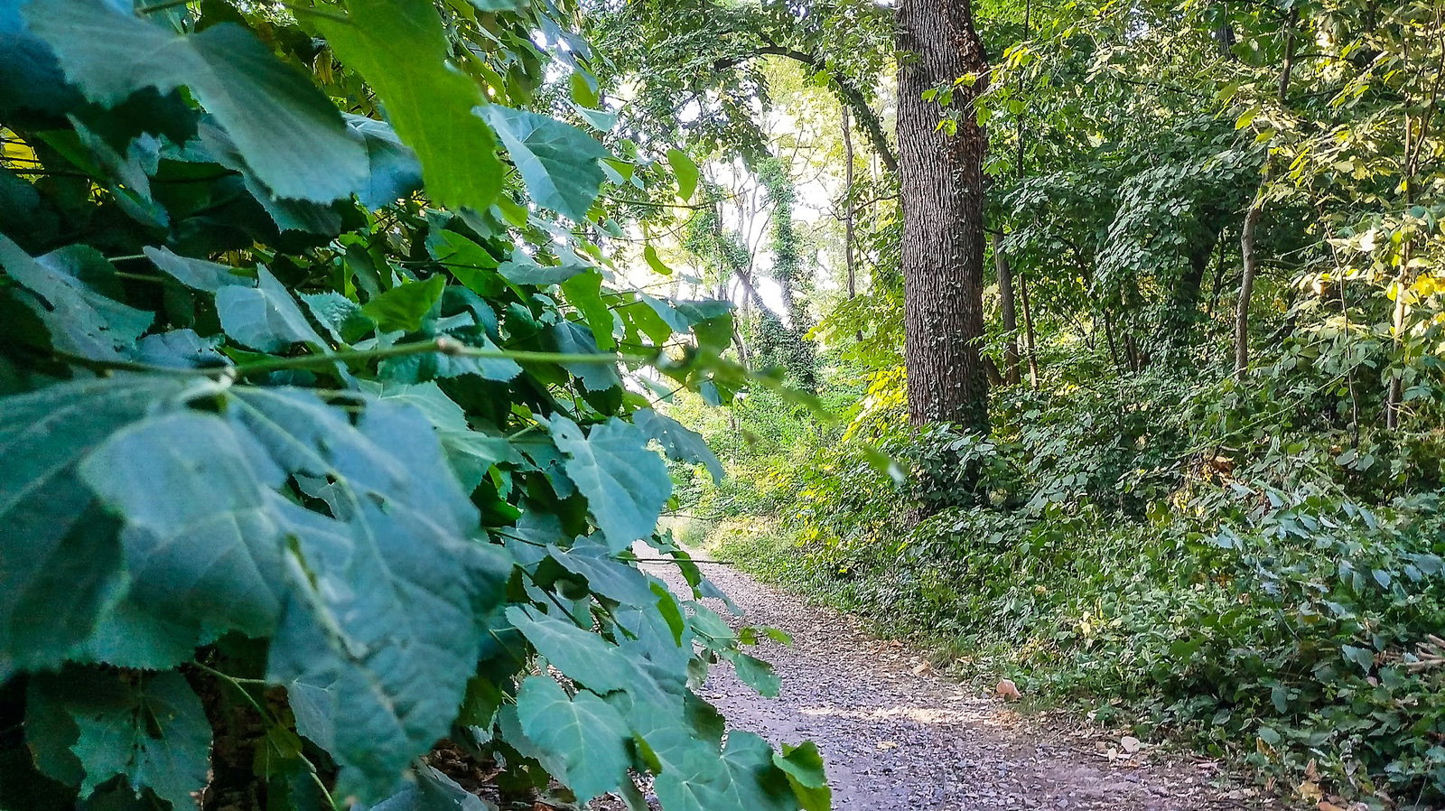 Trim staza oko Pionirca