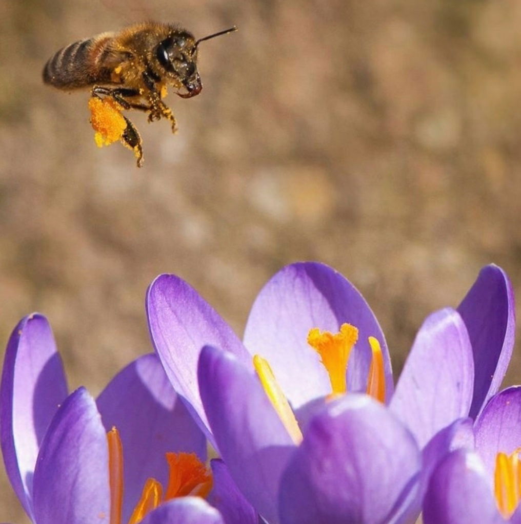 Pčelinjak Marija - Trebinje