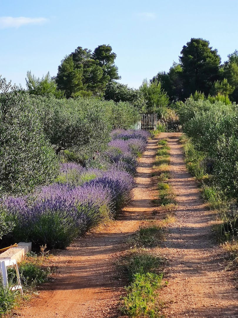 J&B Blue Lavender Farm