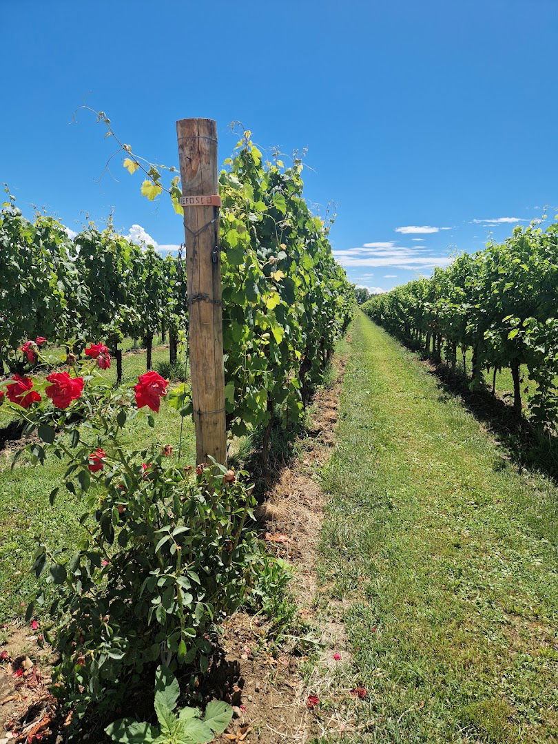 BORGO CLAUDIUS - Cantina vinicola e Agriturismo a Clauiano (UDINE)