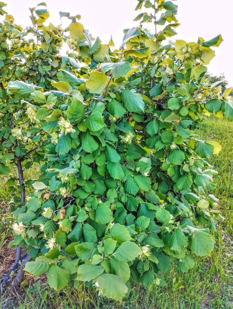 Gazdinstvo Udovički