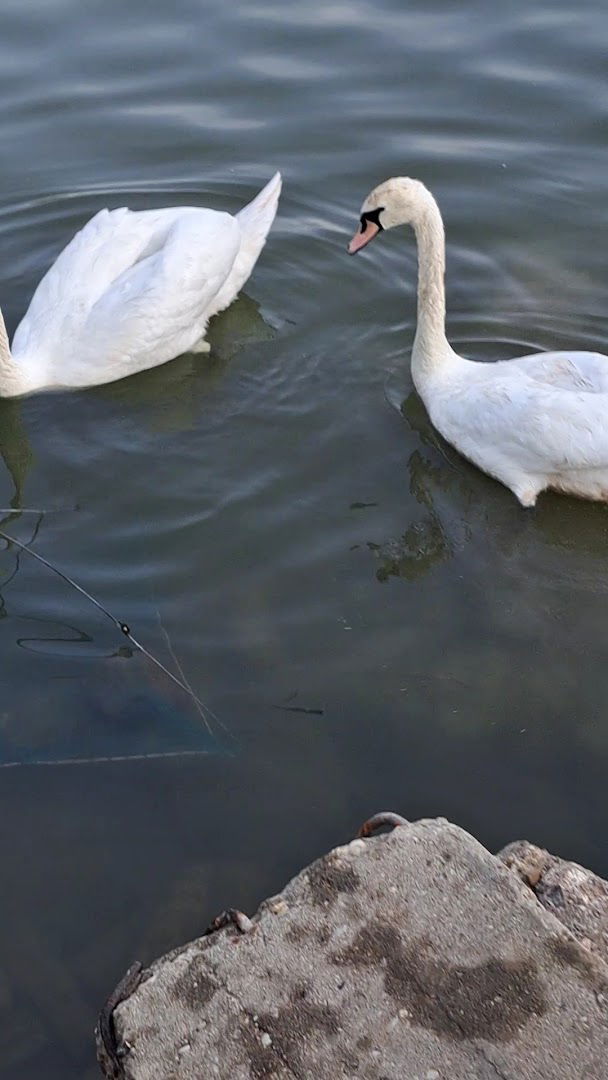 Confluence of Bolechica River with Danube River