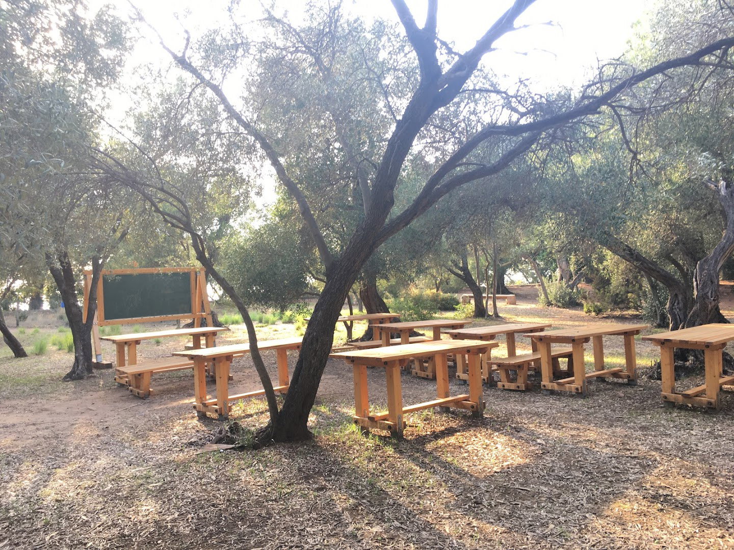 The Olive Grove