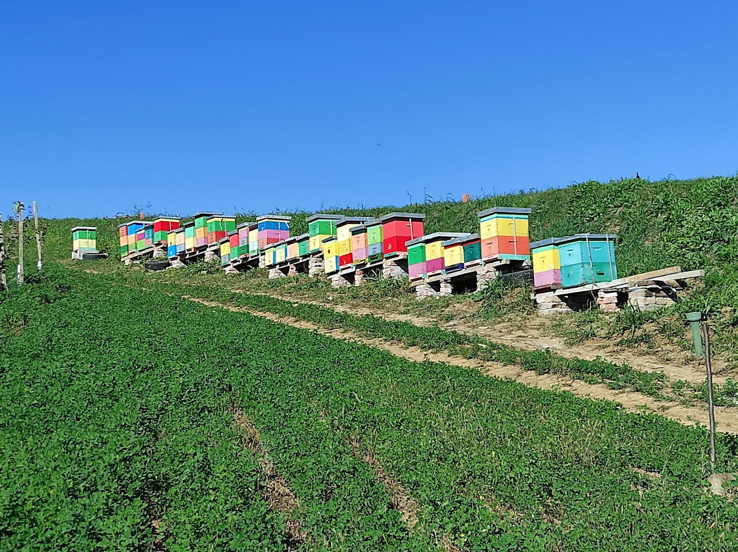 Pčelinjak Sladojevic 1