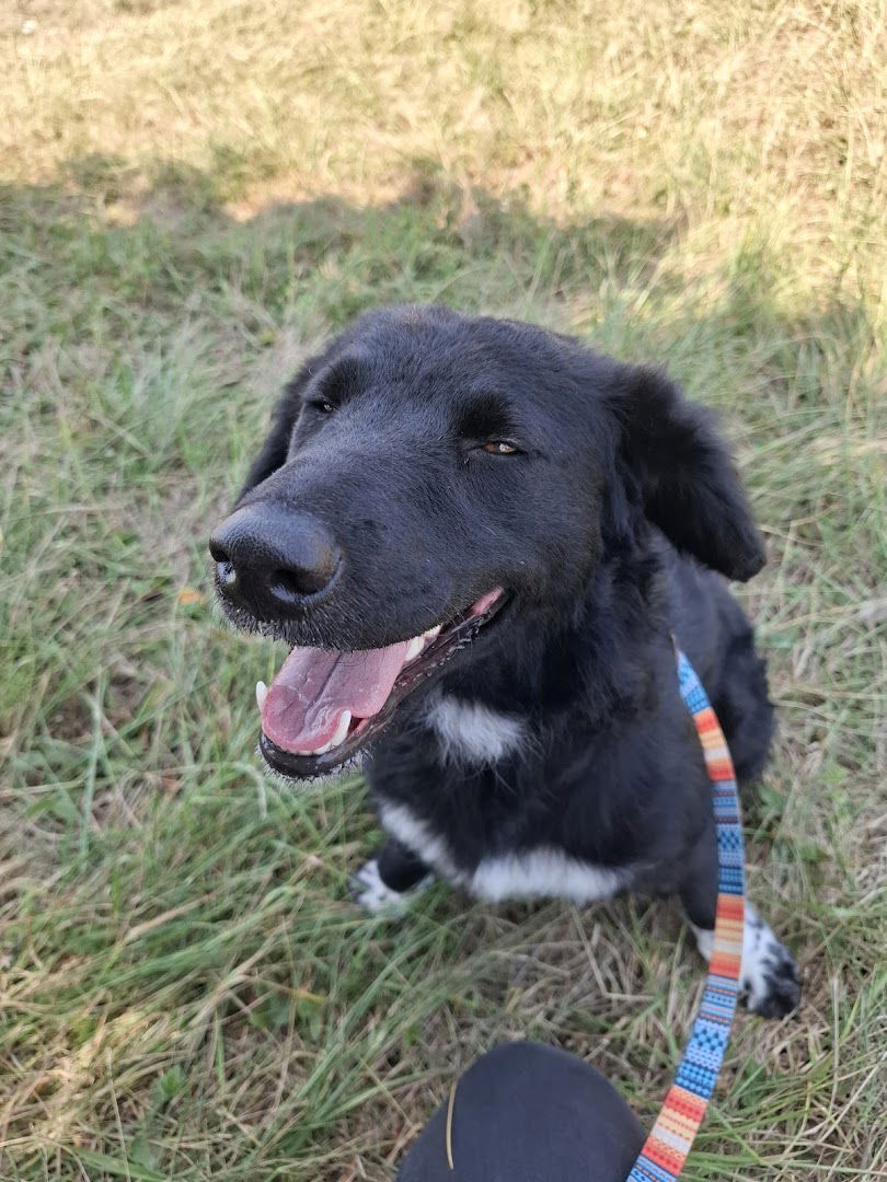 Danny-salon za njegu i uređivanje kućnih ljubimaca