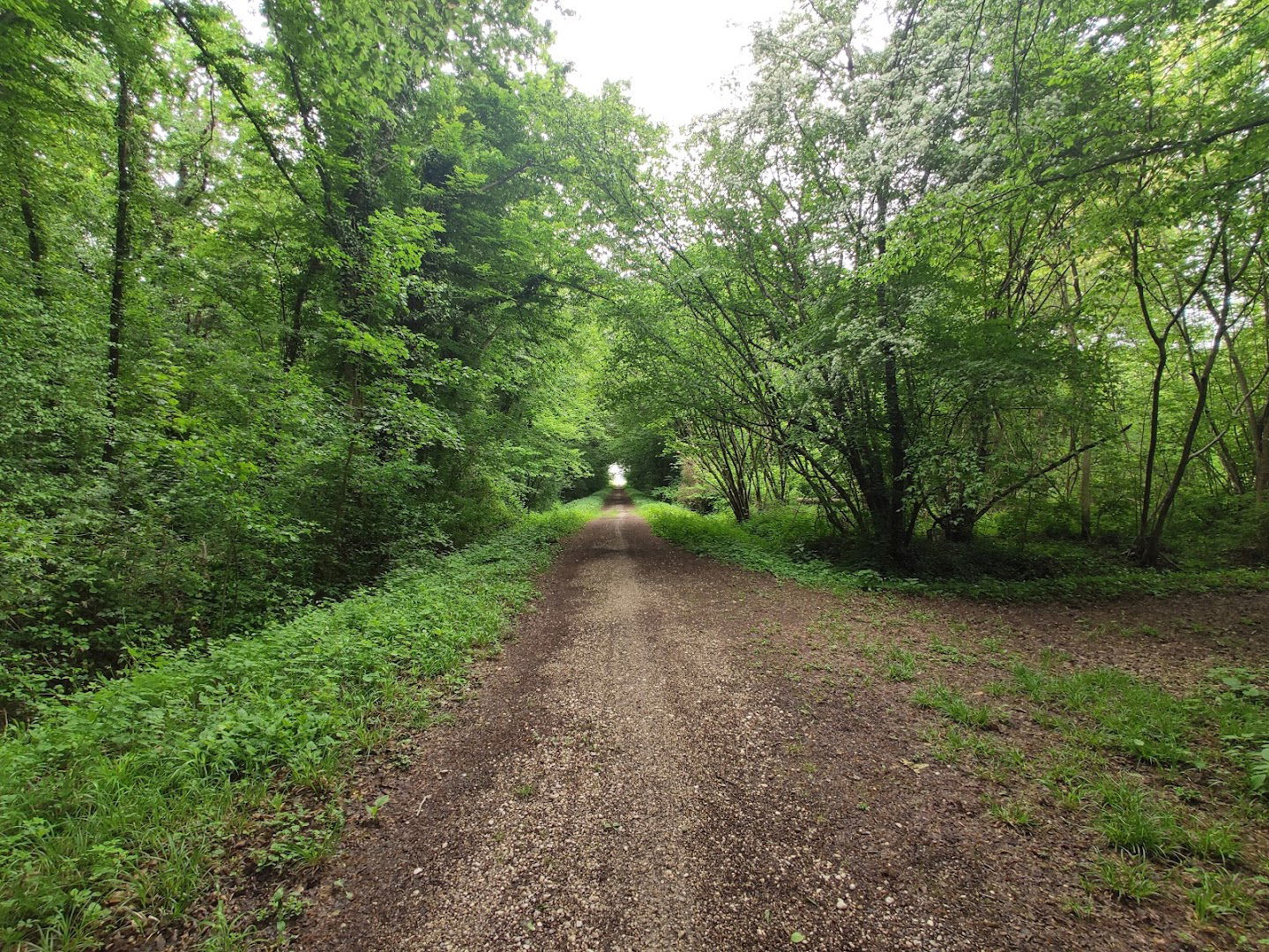 Bosco Baredi - Selva di Arvonchi