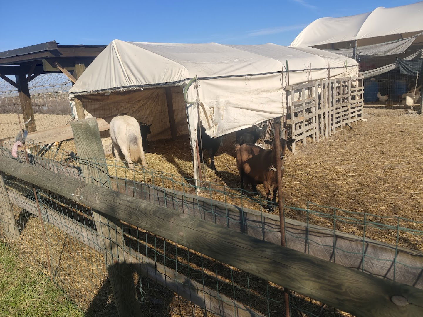 Azienda Agricola Mazzucato Luciano