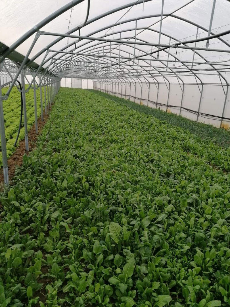 OPG Davor Matak proizvodnja voća i povrća