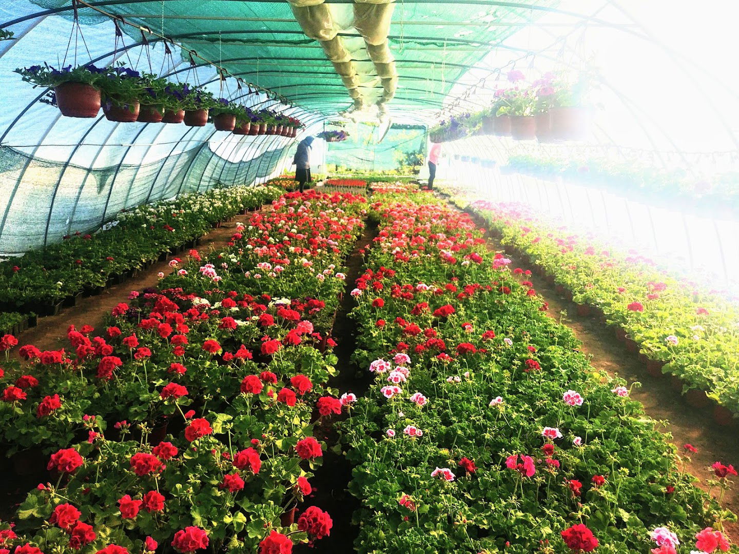 Rasadnik cveća Zlatanović