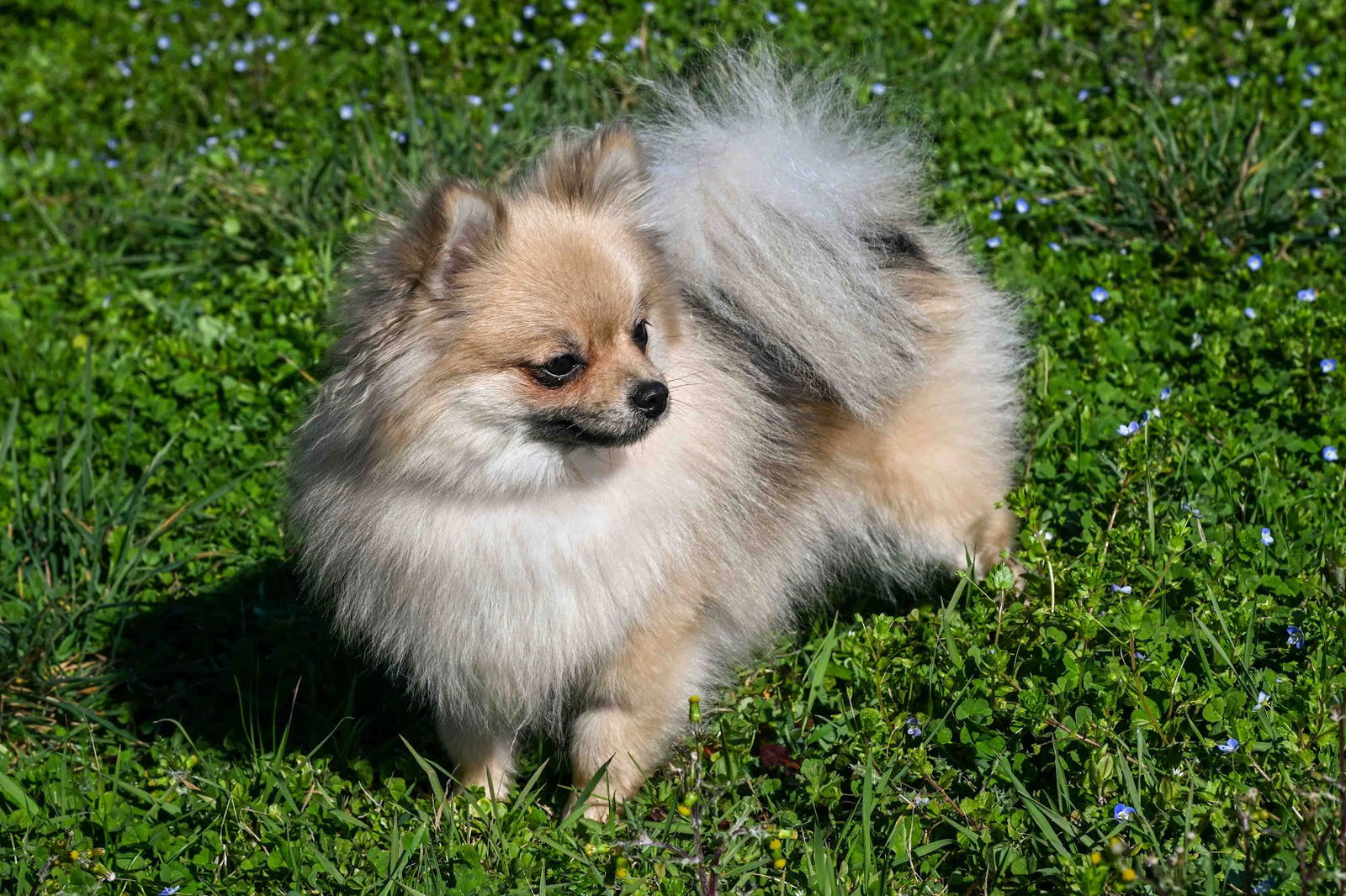 Uzgajivačnica - Moji Peseki