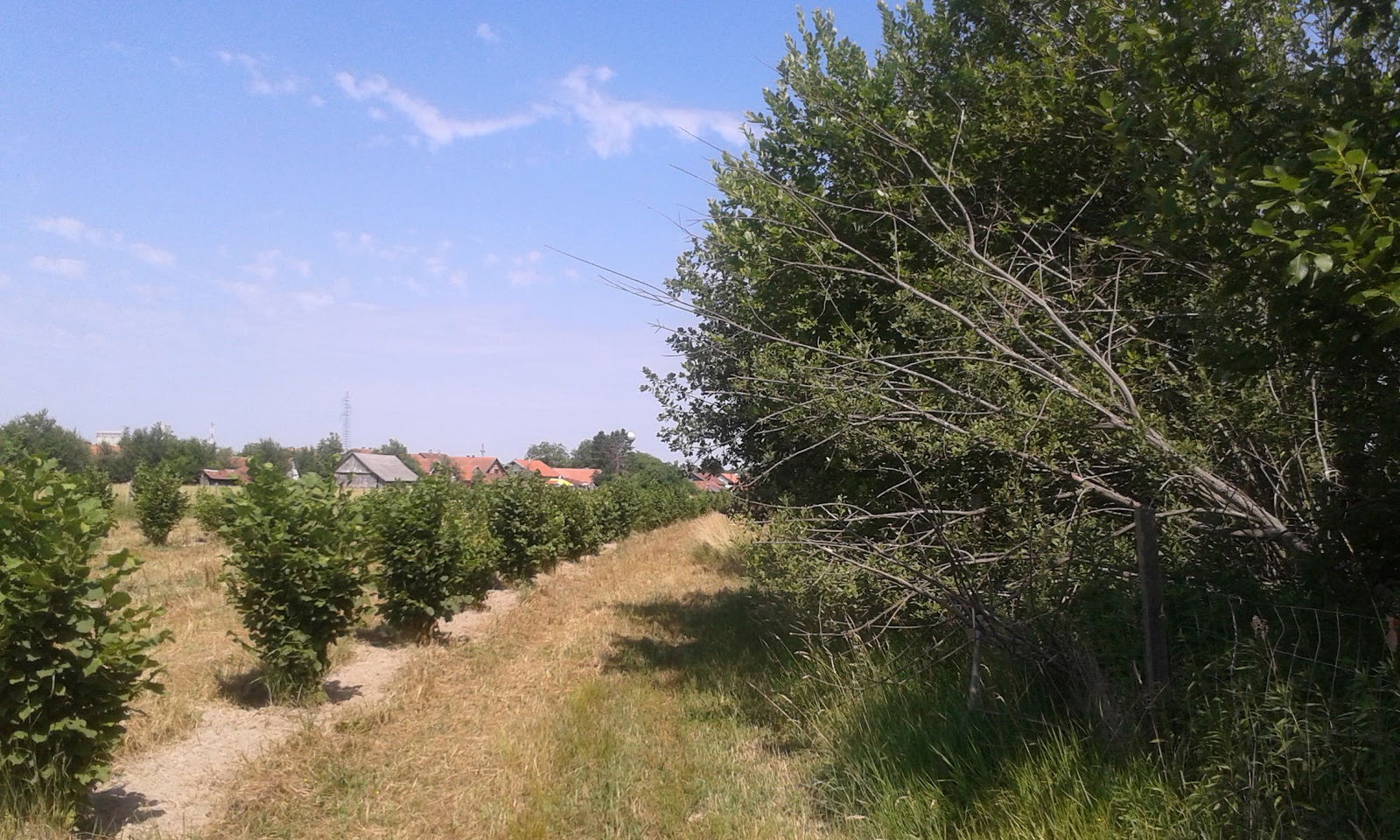 Poljoprivredna zadruga Zrno