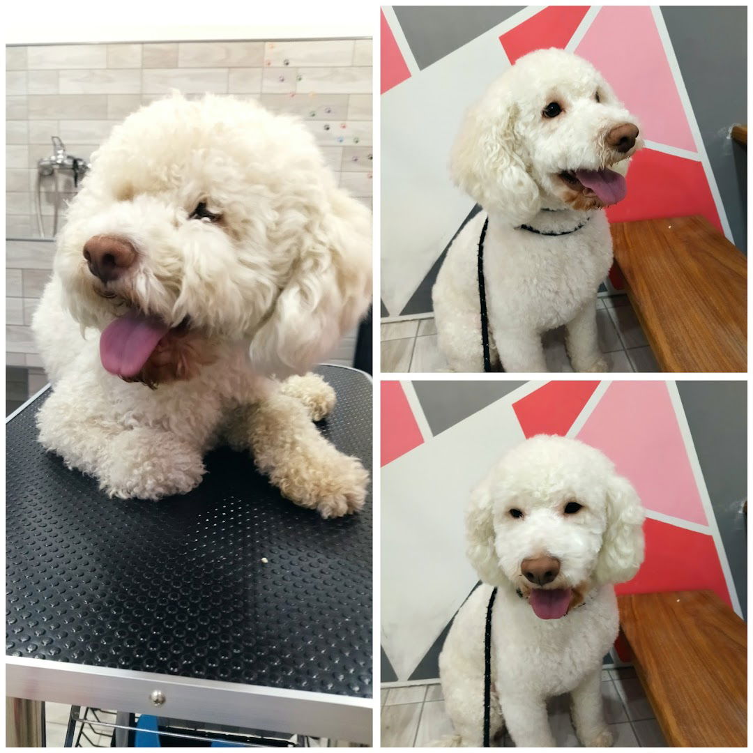 Maja-salon za sisanje pasa