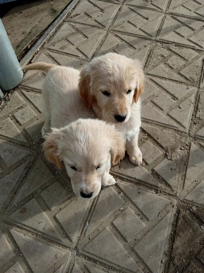 Veterinar Mihajlović