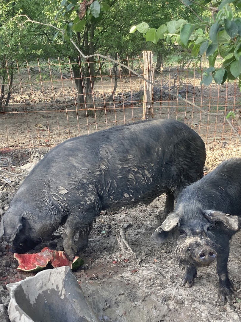 Farma moravki PG Lučić