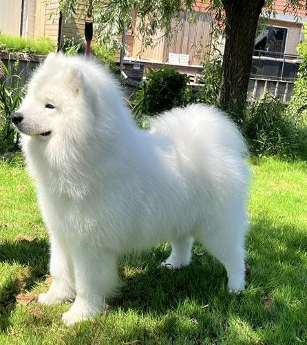 Mobilni salon za pse Bellissima